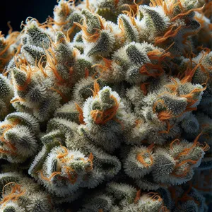 Lemon Batter cannabis seeds