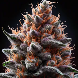 Tartz cannabis seeds