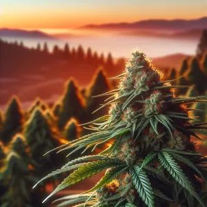 Gelato Sunset cannabis seeds